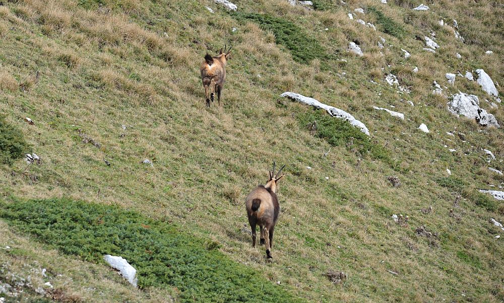 Camoscio appenninico - Rupicapra pyrenaica ornata